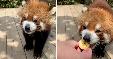 Little red panda cub loves to eat apple