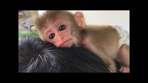 Baby Monkey BiBi Playing and drinking milk