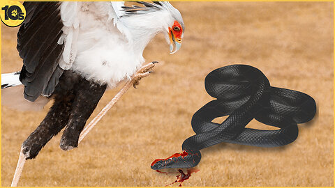 Bird smashes the head of black mamba for fun