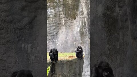 If you gotta pee 🙈 #shorts #chimpanzee #gottapee #buschgardens #waterfalls #friends