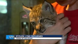 Petting zoo owners relieved baby lynx returned
