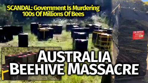 Australia Beehive Massacre: New Video Of Australian Govt's Bee Holocaust: A Glimpse Of The Carnage