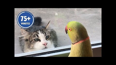 The FUNNIEST Pet Videos of 2023! 🤣 | BEST Compilation
