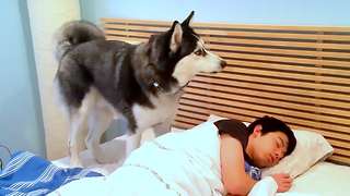 Husky Tries To Wake Up Owner But Ends Up Snuggling Him Instead