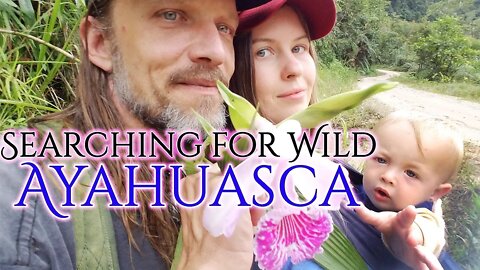 Searching for Wild Ayahuasca in the Jungle of Ecuador