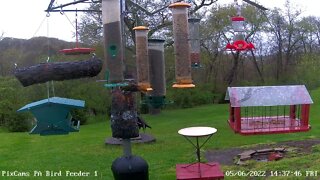 Oriole samples each feeder on PA Bird Feeder 1 5/6/2022