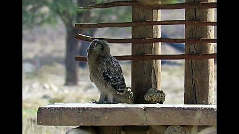 Baby owl takes a nose dive from picnic table during flight attempt