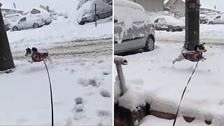 Jack Russell Terrier Ecstatic To Be Playing The Snow