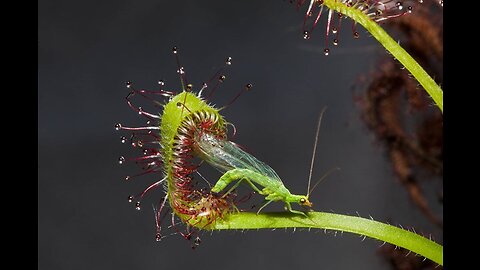 Top 20 Carnivorous Plants That Eat Animals