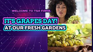 Grapes in the farm.