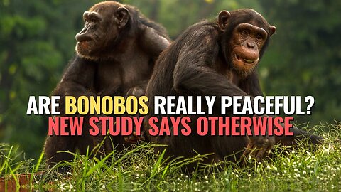 Are Bonobos Really Peaceful? New Study Says Otherwise