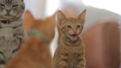 Dear Kitten - Impersona-cat Purina Friskies Ad