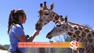 Out of Africa Wildlife Park invites you to meet some adorable giraffes!