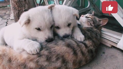 Cute babies stealing milk from cat ❤️ must watch