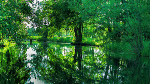 Punting Tour in the Spreewald