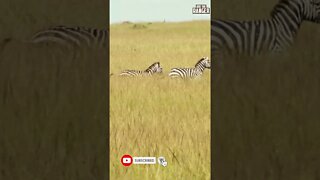 Zebra Escape From Cheetah | Saturday #shorts