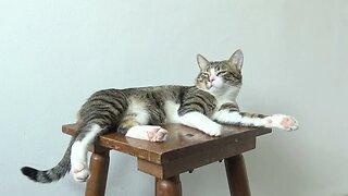 Cute Kitten Sleeps on a Chair