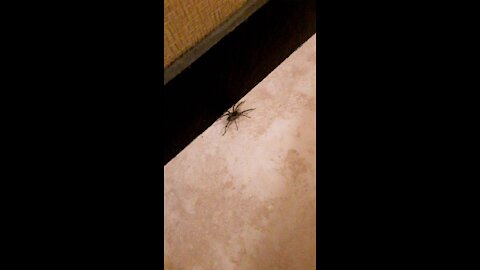 Spider in my Hotel