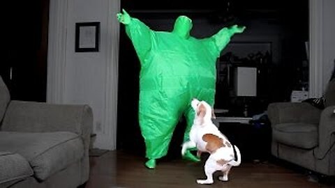 Dog Dances w/Man in Chub Suit: Funny Dog Maymo