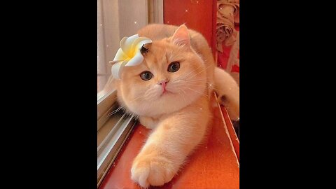 Beautiful cat