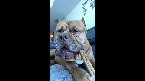 MASSIVE Pit Bull “slow mo chomps” on giant bone 🦴🦁