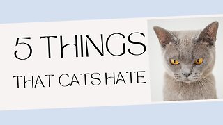 5 things that cats hate