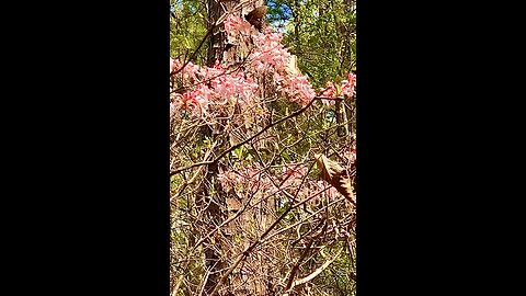 Wild honeysuckle bushes full of butterflies