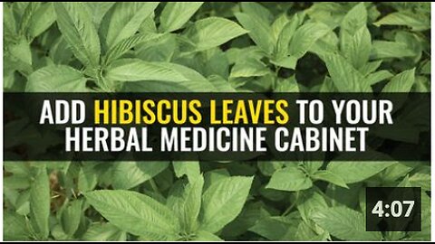 Add hibiscus leaves to your herbal medicine cabinet