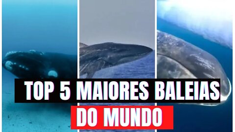 Top 5 Maiores Baleias do Mundo