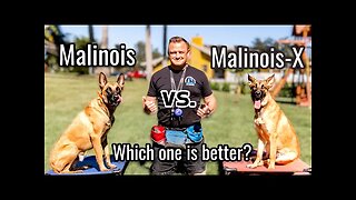 Belgian Malinois vs Malinois-X // Is the Malinois x GSD an even better dog?!