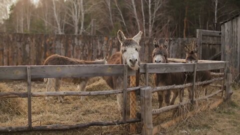 Domestic donkeys stands lean on a fence at a corral in donkey farm