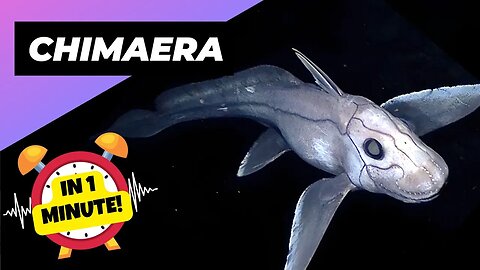 Chimaera - In 1 Minute! 👻 The Terrifying Ghost Shark! | 1 Minute Animals