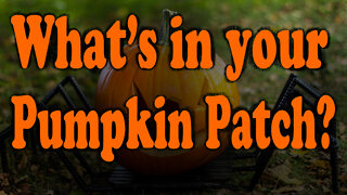 What's In Your Pumpkin Patch?