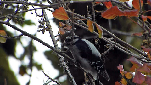 Downy Woodpecker