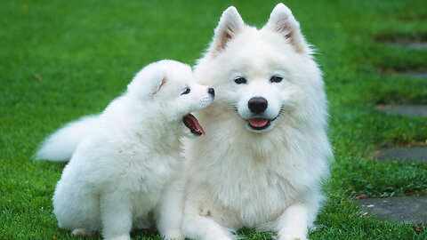 Samoyed Puppies: The Fluffiest and Cutest Dogs Ever