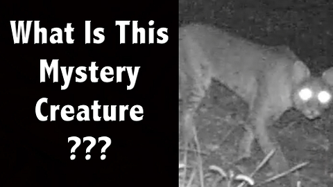What Is This Mystery Animal? Is this a Fox, Bobcat, Dog, Cougar, or Something Else?
