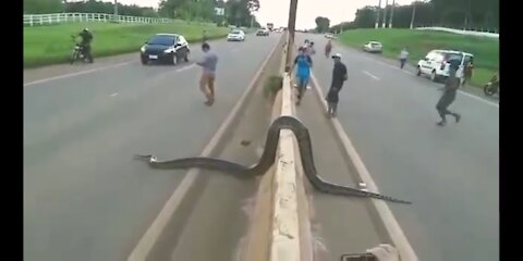 Anaconda snake crossing the highway