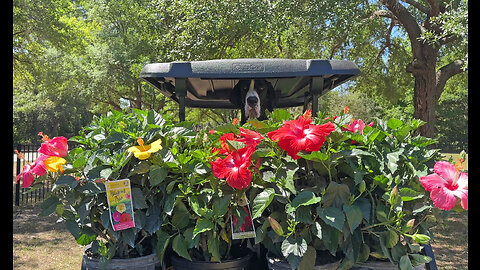 Great Dane Enjoys Golf Cart Gardening With Hibiscus Plants