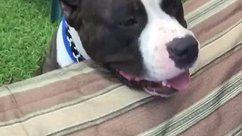 Rescue dog obsessed with shaking hands