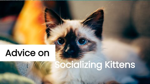Advice on Socializing Kittens