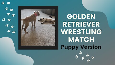 Golden retriever puppies playing and wrestling!