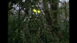 Reptilian Glimmer-Man Spotted in Tree