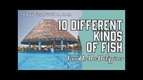The Different Kinds Of Fish Found In The Philippines