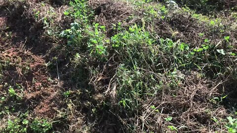 Chopping down biomass for soil health