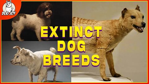 Fading Footprints: 10 Extinct Dog Breeds Unveiled
