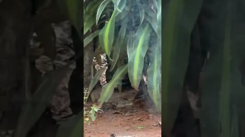 Gato Mourisco, Zoológico de Brasília