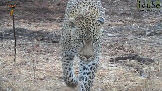 Male Leopard Investigates Old Elephant Bones