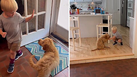 Little Boy Preciously Teaches His Puppy To Obey Commands