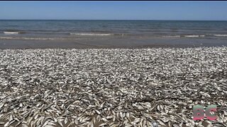 Texas Gulf Coast beach covered as thousands of dead Menhaden fish wash ashore