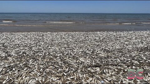 Texas Gulf Coast beach covered as thousands of dead Menhaden fish wash ashore